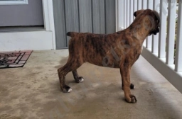 Nova  puppies for sale