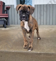 Nova  puppies for sale