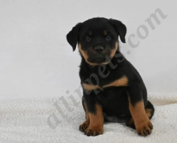 Indy  puppies for sale
