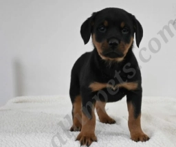 Sophie  puppies for sale