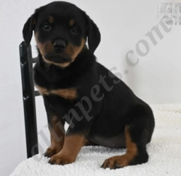 Sophie  puppies for sale