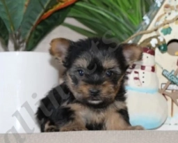 Jewel  puppies for sale
