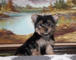 Jewel  puppies for sale