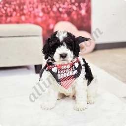 Tristan  puppies for sale