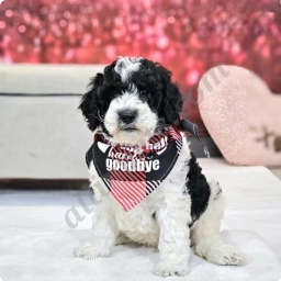 Tristan  puppies for sale