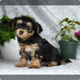 Addie  puppies for sale