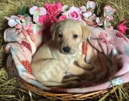 Denali  puppies for sale