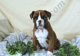 Eden Champ Blood  puppies for sale