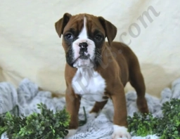 Eden Champ Blood  puppies for sale