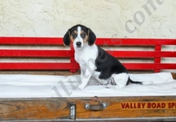 Shelly  puppies for sale