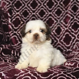 Smores  puppies for sale