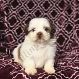 Smores  puppies for sale