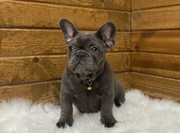 Rayne  puppies for sale