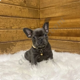 Rayne  puppies for sale