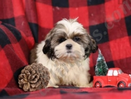 Philly  puppies for sale