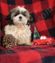 Philly  puppies for sale