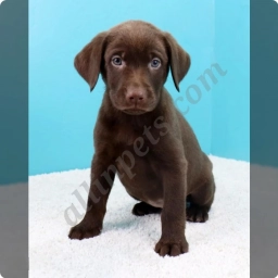 Pansy  puppies for sale
