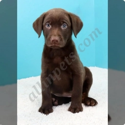 Pansy  puppies for sale