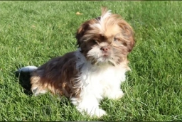 Rufus  puppies for sale