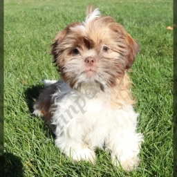 Rufus  puppies for sale