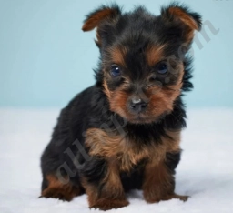 Violet  puppies for sale