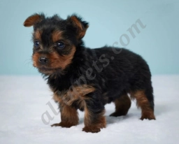 Violet  puppies for sale
