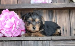 Tinkerbell  puppies for sale