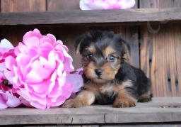 Tinkerbell  puppies for sale