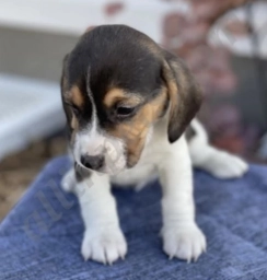 Martha  puppies for sale