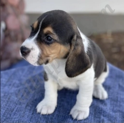 Martha  puppies for sale