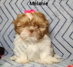 Melanie  puppies for sale