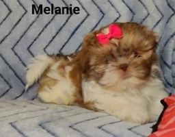 Melanie  puppies for sale