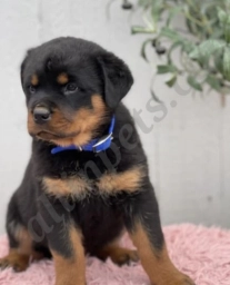 Westy  puppies for sale