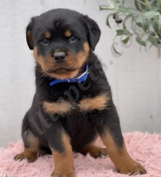 Westy  puppies for sale