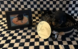 Crunchy  puppies for sale