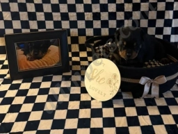 Crunchy  puppies for sale