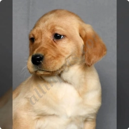 Max  puppies for sale