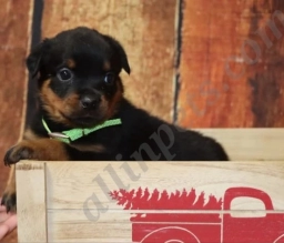 Tequila  puppies for sale