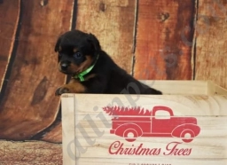 Tequila  puppies for sale