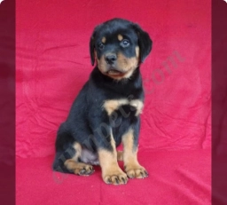 Braden  puppies for sale