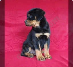 Braden  puppies for sale