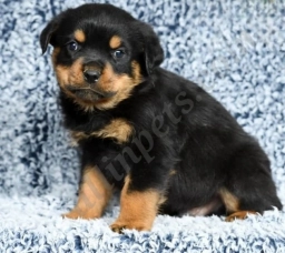 Koda  puppies for sale