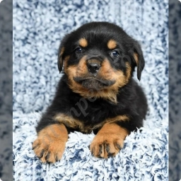 Koda  puppies for sale