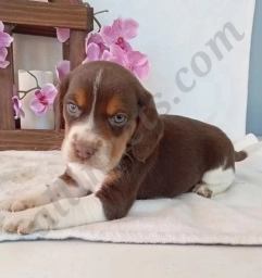 Copper  puppies for sale