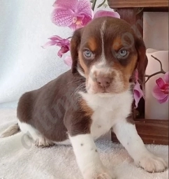 Copper  puppies for sale
