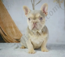 Gabrielle  puppies for sale