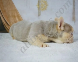 Gabrielle  puppies for sale