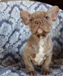 Pete  puppies for sale