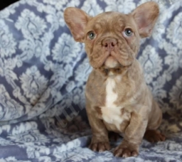 Pete  puppies for sale