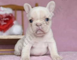 Winter  puppies for sale